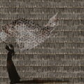 Tapeta Poid plume